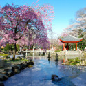 Cherry Blossoms, Sakura in Japan