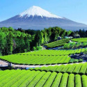 Tea garden near Mount Fuji in Japan