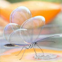 Translucent Butterfly .... So Lovely