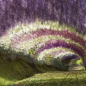 Wisteria Tunnel is located at the Kawachi Fuji Gardens in Kitakyushu, Japan