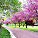 Cherry blossom, Pontypool Park, England