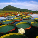 Water Lily, Pantanal Matogrossense National Park, Brazil
