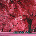 Japanese Maple Tree, Austin,Texas, USA