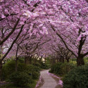 Sakura - Japan's Cherry Blossoms