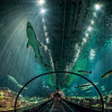 The Glass Tunnel Through The Shark Exhibit at Sea World, Orlando Florida, USA