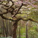 Blossoming Magnolia Tree, Bodnant Gardens, Wales