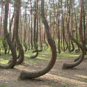 Crooked Forest , Poland