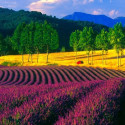 Lavender Field , France