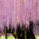 Giant Wisteria in Japan