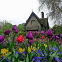 Purple Tulips , Hyde Park , London , England