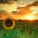 Sunflower, Sunset, Kansas, USA