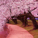 Japanese Cherry Trees along side the Jefferson Memorial Tidal Basin, Washington, USA