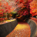 Sense of the Autumn, Kawaguchiko, Japan