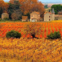 Autumn Vineyard, Provence, France