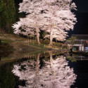 Cherry tree at Kadowasa, Gifu, Japan