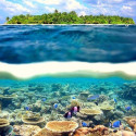Maldive Reef, Maldive Islands