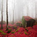 Red Forest, Lombardy, Italy