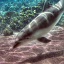 Awesome Dolphin