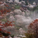 Cherry blossoms in full bloom at Mount Yoshino, Nara, Japan