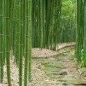 Bamboo Labyrinth, Japan