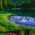 Mt. Rainier and red heather at Reflection Lakes in Mount Rainier National Park, Washington, USA