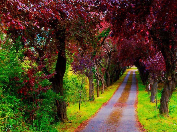 A Beautiful Path, Villaviciosa, Asturias, Spain