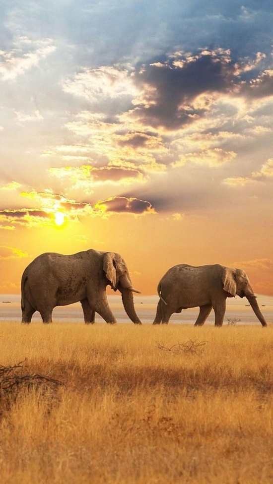 Africa, Elephants, Sunset