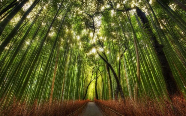 Bamboo Forest, China