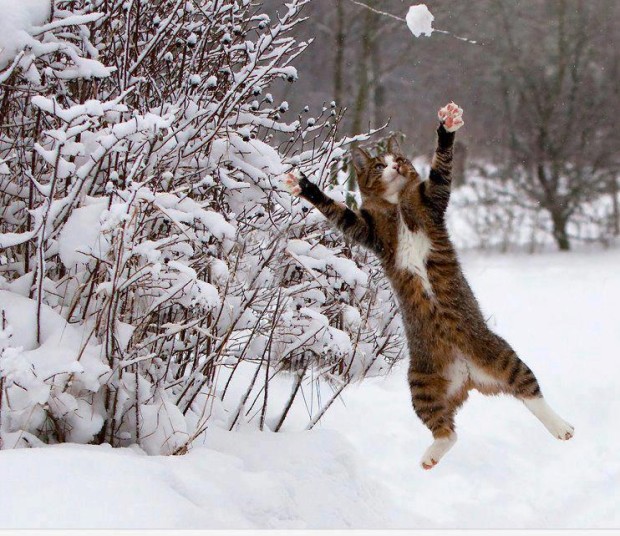 Cat playing in snow