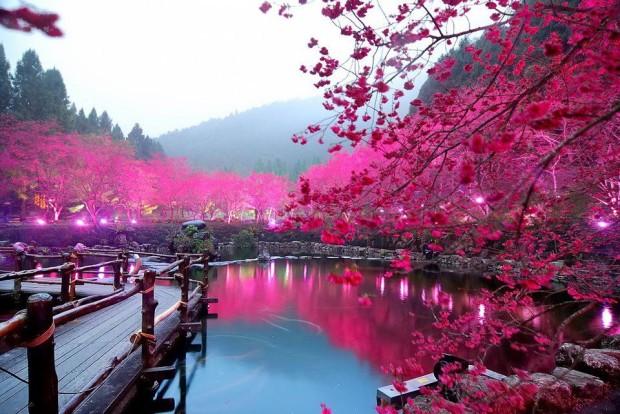 Cherry Blossom Lake, Sakura, Japan