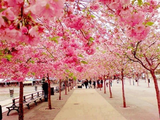 Cherry Blossoms , Sakura in Japan
