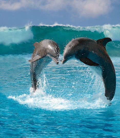 Dolphins Love