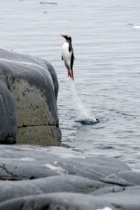Funny Penguin .. I must go my people need me