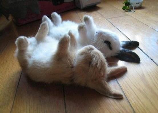 Funny Rabbits Sleeping
