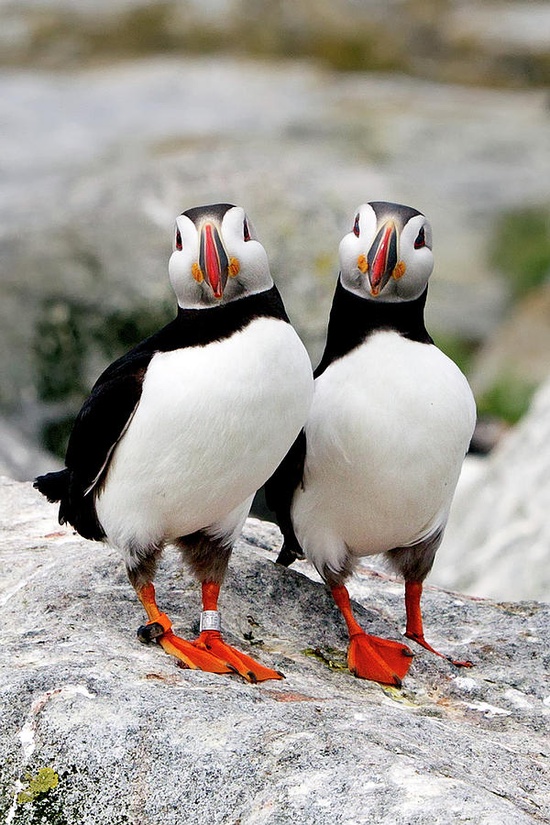 Pair of Puffins