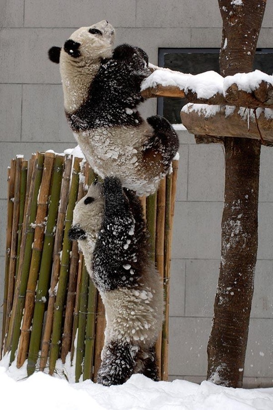 Panda helping his friend up a tree