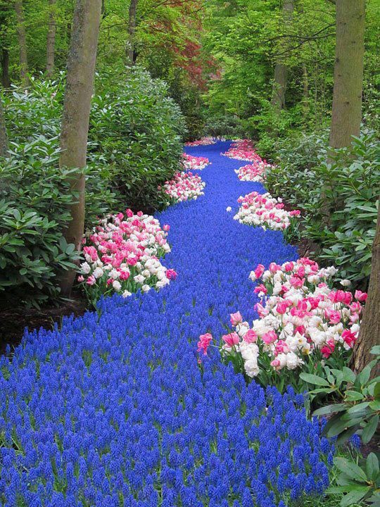 River of Flowers, Keukenhof Bulbflower garden, Holland