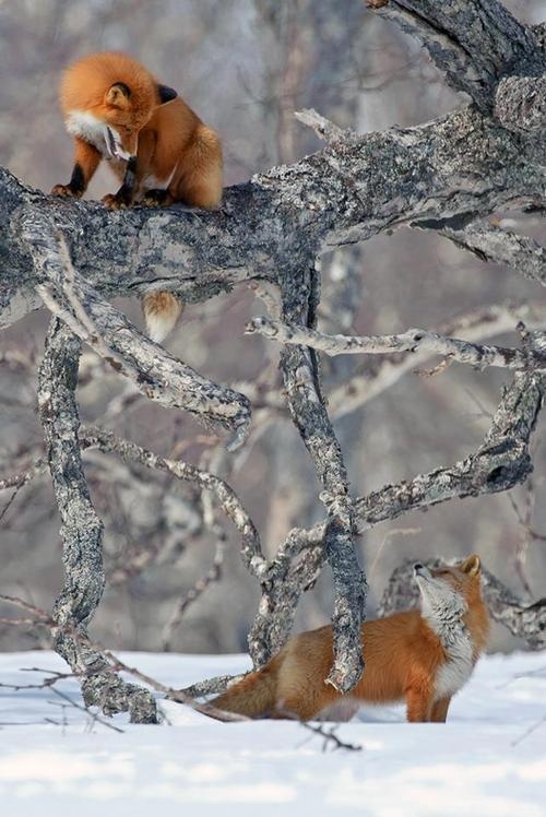 Romeo and Juliet, Fox Style
