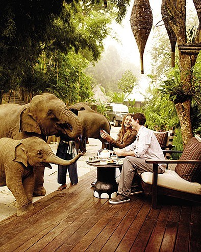 Tea with the Elephants, Thailand