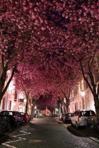 Cherry Blossom Avenue, Germany