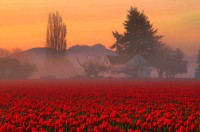 Foggy Tulip Field, Skagit Valley, Washington, USA