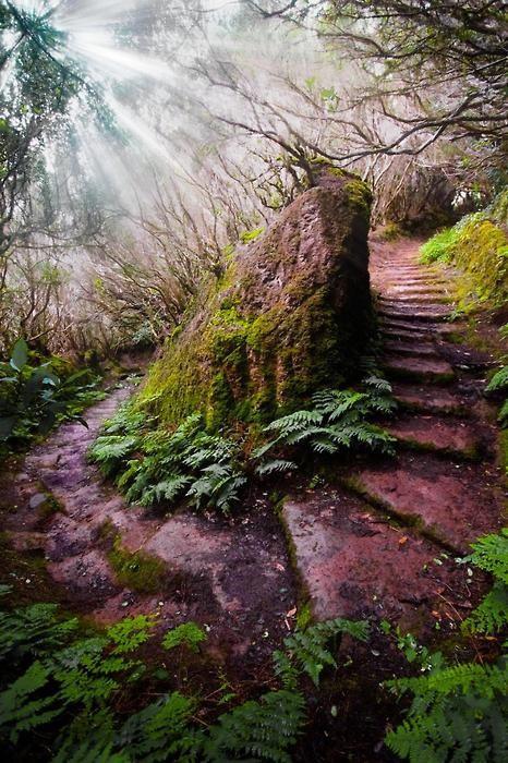 Forest Path, Madeira, Portugal