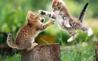 Funny Cats Fight