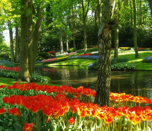 Keukenhof gardens, Netherlands
