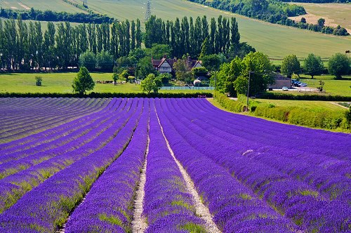Lavender farm, Provence, France