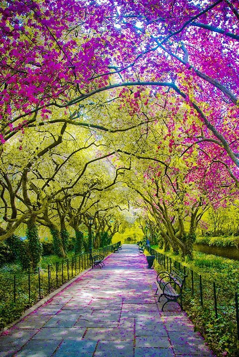 Spring, Central Park, New York, USA
