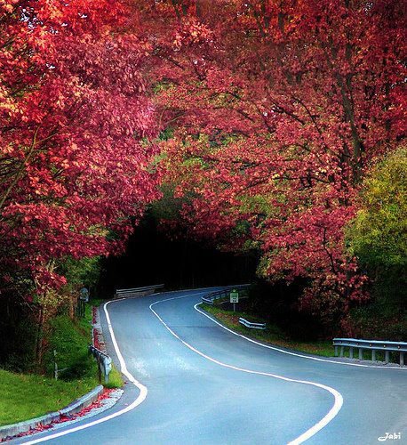 Tree Tunnel, Biscay, Basque Country, Spain