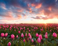 Tulip Sunset in Skagit, Washington, USA