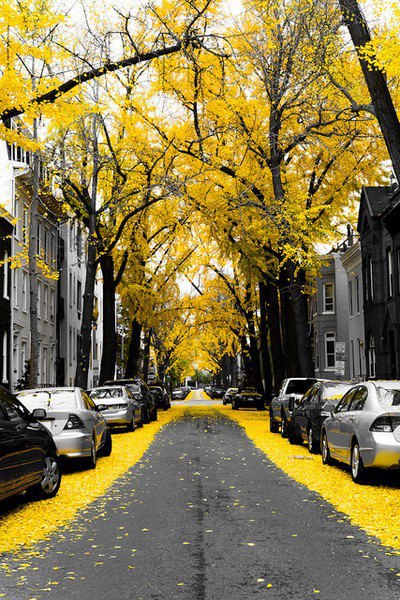 Yellow Ginkgo Trees in Washington, USA
