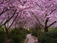 Sakura – Japan’s Cherry Blossoms